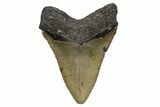 Serrated, Fossil Megalodon Tooth - North Carolina #345666-2